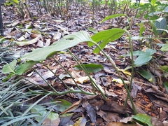 Rhaphidophora