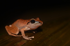 Pristimantis reichlei