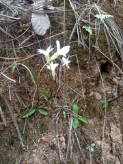 Pinguicula parvifolia