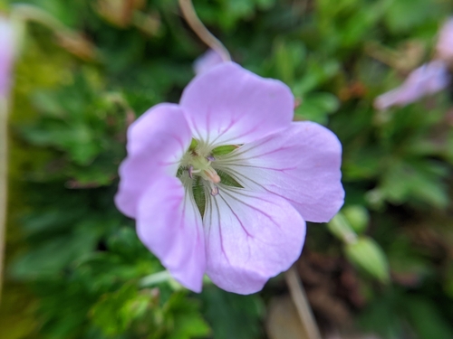 Geranium hayatanum