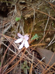 Pinguicula parvifolia