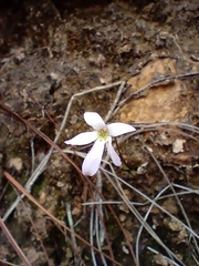 Pinguicula parvifolia