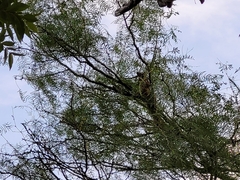 Sciurus niger limitis