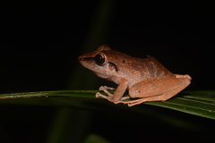 Pristimantis reichlei