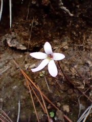 Pinguicula parvifolia