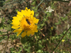 Anthophila