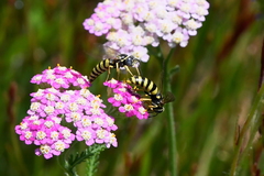 Bicyrtes capnopterus