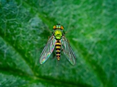 Condylostylus graenicheri