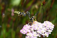 Bicyrtes capnopterus