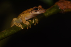 Scinax ictericus
