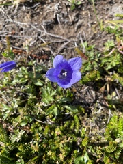 Campanula lasiocarpa