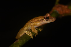 Scinax ictericus