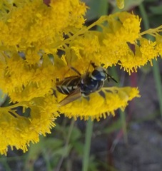 Stratiomys badia