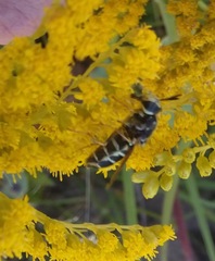 Stratiomys badia