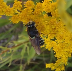 Stratiomys badia