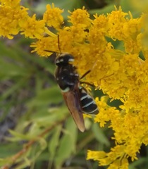 Stratiomys badia