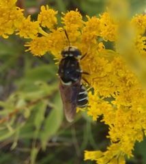 Stratiomys badia