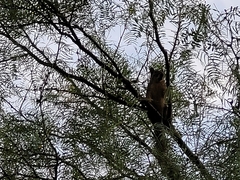 Sciurus niger limitis