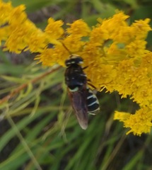 Stratiomys badia