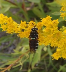 Stratiomys badia