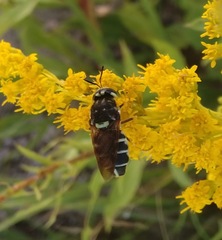 Stratiomys badia
