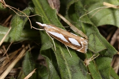 Catoptria mytilella