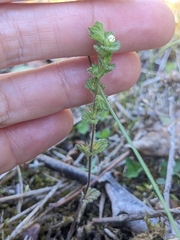 Euphrasia subarctica