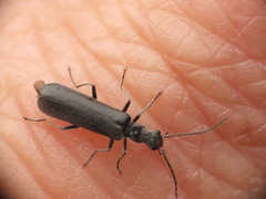 Dichelotarsus piniphilus