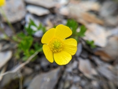 Ranunculus formosa-montanus