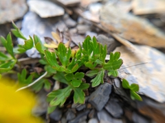 Ranunculus formosa-montanus