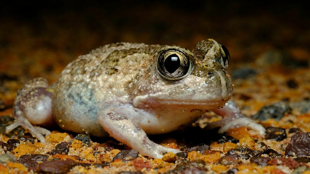 Humming Frog