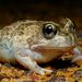 Humming Frog - Photo (c) Peter Crowcroft, some rights reserved (CC BY), uploaded by Peter Crowcroft