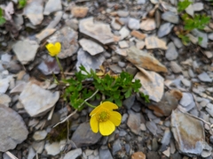Ranunculus formosa-montanus