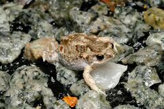 Pseudophryne guentheri