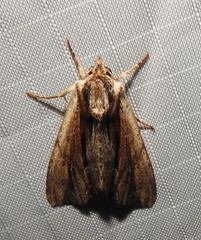 Apamea verbascoides