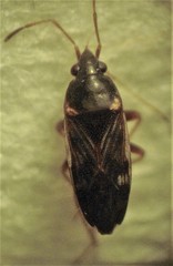 Paramyocara iridescens
