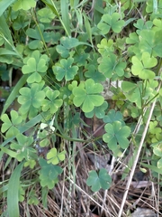 Oxalis incarnata