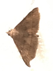 Hypospila