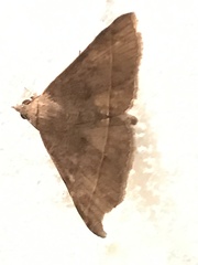 Hypospila