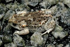 Pseudophryne guentheri