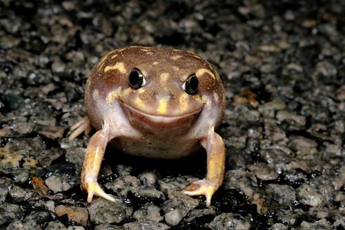 Western Spotted Frog, Heleioporus albopunctatus