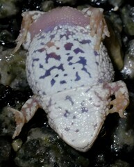Pseudophryne guentheri