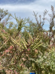 Suaeda maritima