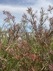 Suaeda maritima