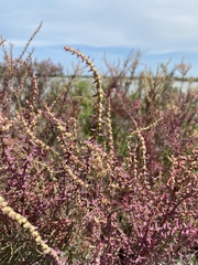 Suaeda maritima