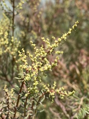 Suaeda maritima
