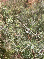 Suaeda maritima