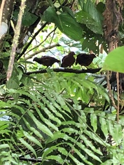 Odontophorus stellatus