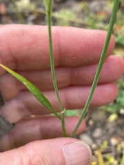 Perideridia lemmonii