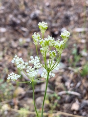 Perideridia lemmonii